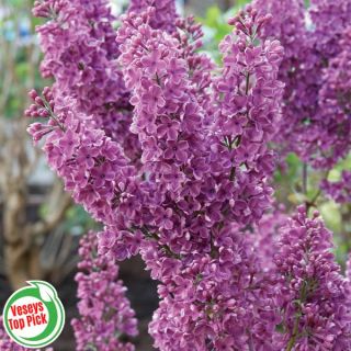 Bloomerang Dark Purple Lilac Thumbnail